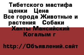  Тибетского мастифа щенки › Цена ­ 10 000 - Все города Животные и растения » Собаки   . Ханты-Мансийский,Когалым г.